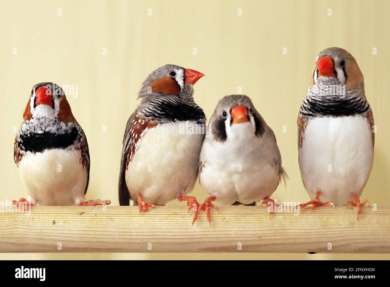 zébrée (Poephila guttata, Taeniopygia guttata), zébrée dans une cage d'oiseaux Banque D'Images