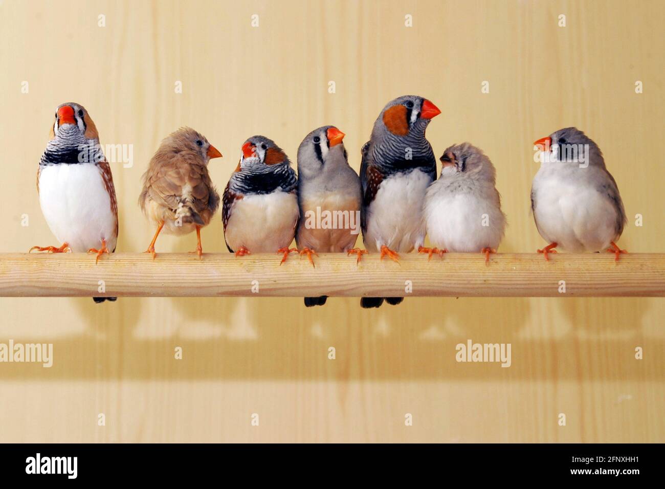 zébrée (Poephila guttata, Taeniopygia guttata), zébrée dans une cage d'oiseaux Banque D'Images