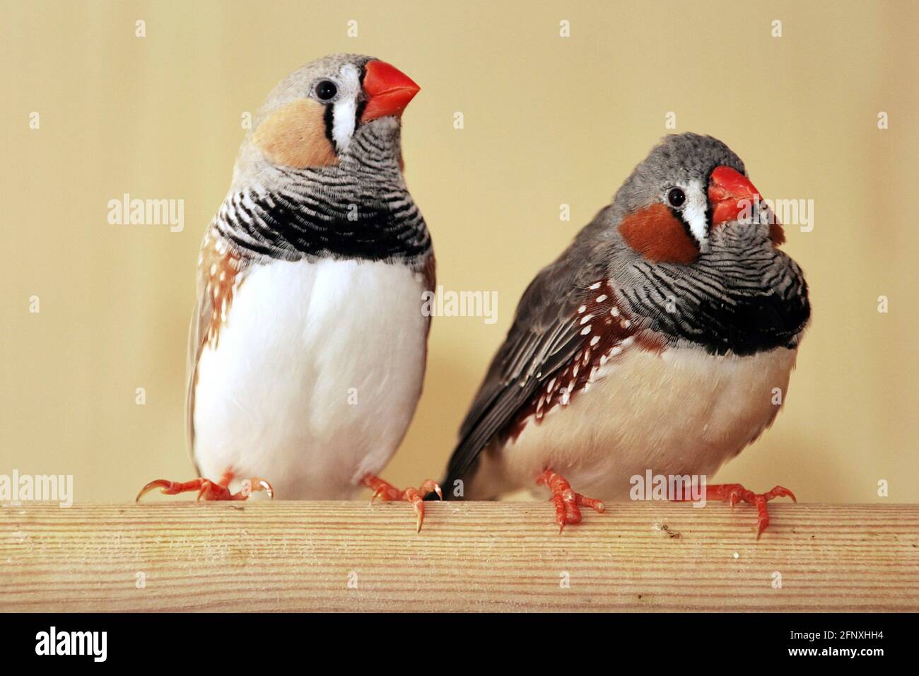 zébrée (Poephila guttata, Taeniopygia guttata), zébrée dans une cage d'oiseaux Banque D'Images