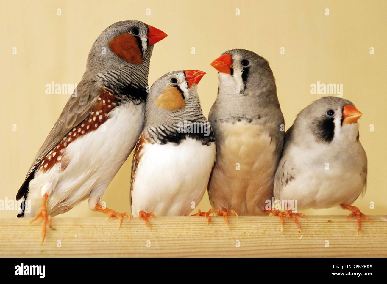 zébrée (Poephila guttata, Taeniopygia guttata), zébrée dans une cage d'oiseaux Banque D'Images