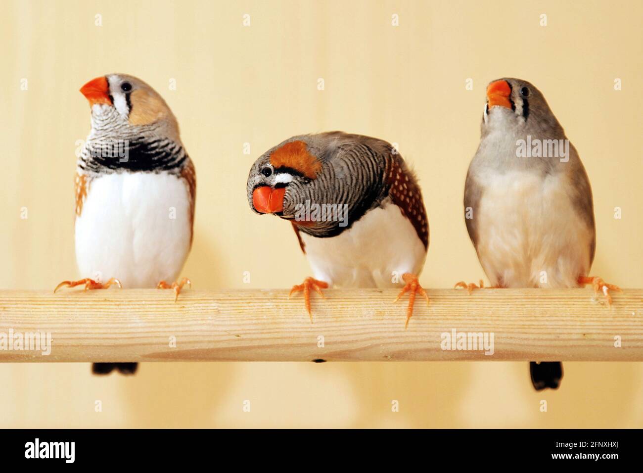 zébrée (Poephila guttata, Taeniopygia guttata), zébrée dans une cage d'oiseaux Banque D'Images