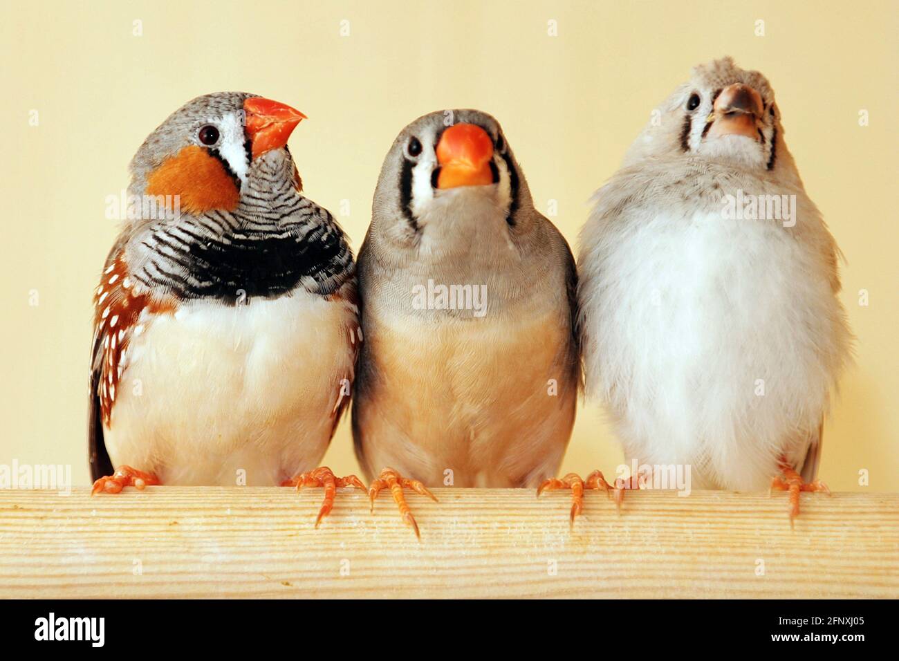 zébrée (Poephila guttata, Taeniopygia guttata), zébrée dans une cage d'oiseaux Banque D'Images