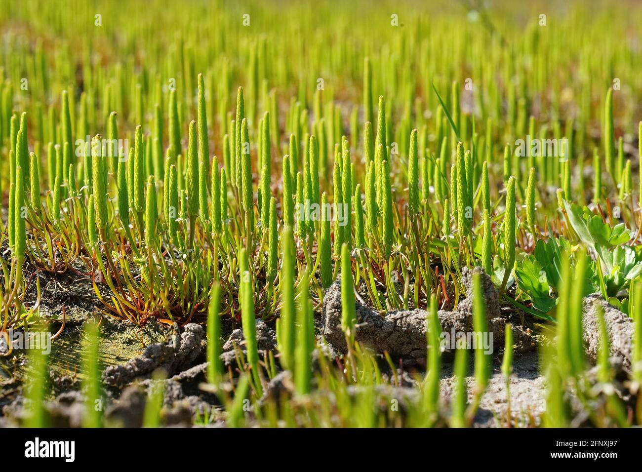 Agrégation de la plante rare et inhabituelle en fleur, le petit moustail, Myosurus minimus Banque D'Images