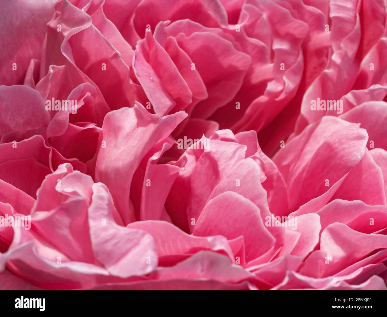 Délicat rose pétales de rose gros plan. Magnifique tête de fleur pivoine macro toile de fond. Fleur de printemps pâle et luxuriante gros plan. Mise au point douce. Banque D'Images
