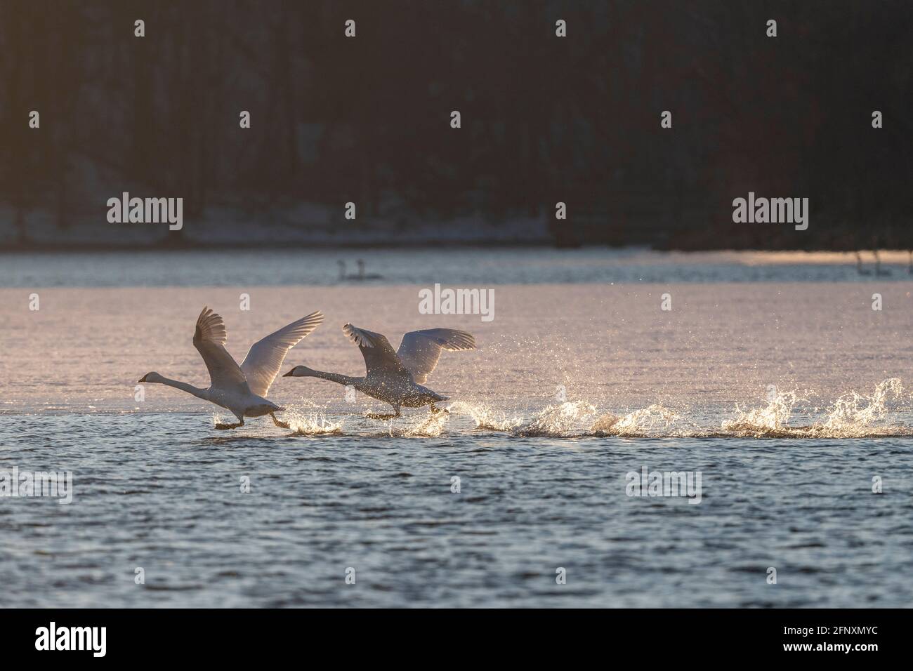 Cygnes trompettes (Cygnus buccinator) se levant de la rivière Sainte-Croix en fin d'après-midi, hiver, WI, États-Unis, par Dominique Braud/Dembinsky photo Assoc Banque D'Images