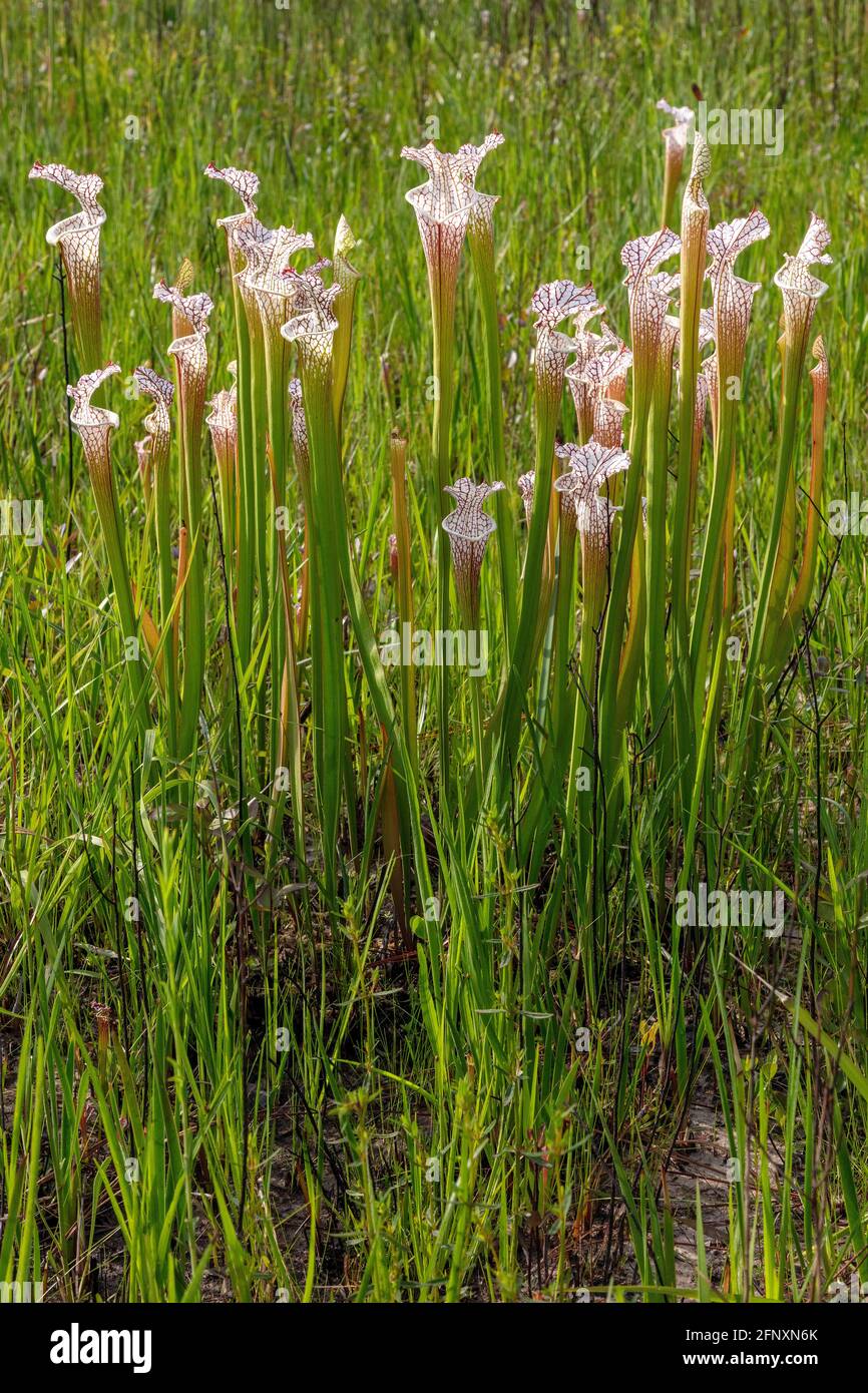 Plante de Pitcher à cramoisi ou à plateau blanc (Sarracenia leucophylla), manche ouest, Floride, est de l'Alabama, États-Unis, Par James D Coppinger/Dembinsky photo Banque D'Images