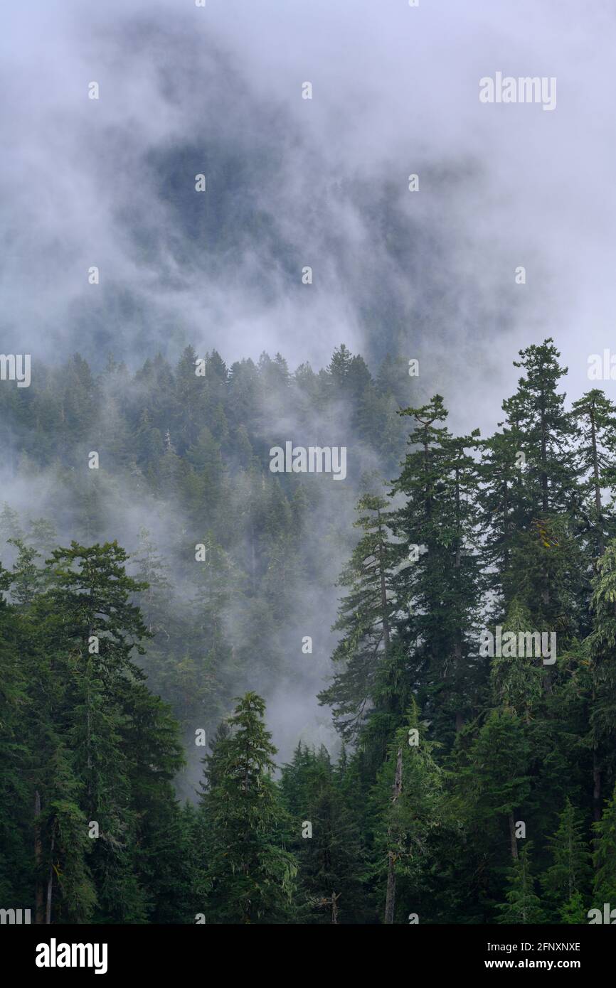 Brouillard dans la forêt au-dessus de Cummins Creek ; forêt nationale de Siuslaw, côte centrale de l'Oregon. Banque D'Images