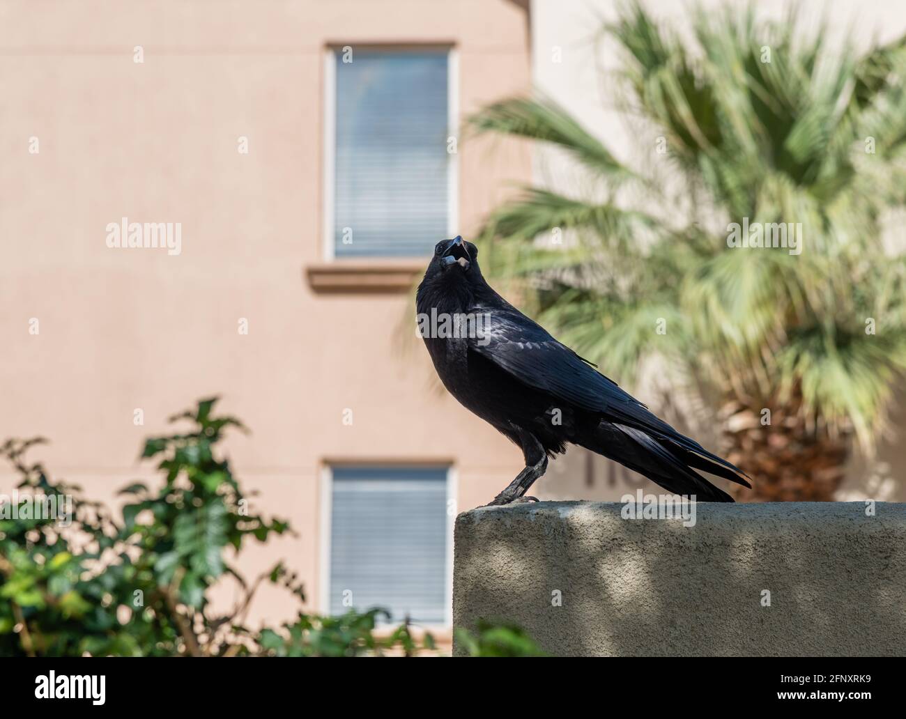 Gros plan d'un grand corbeau, Californie du Sud Banque D'Images