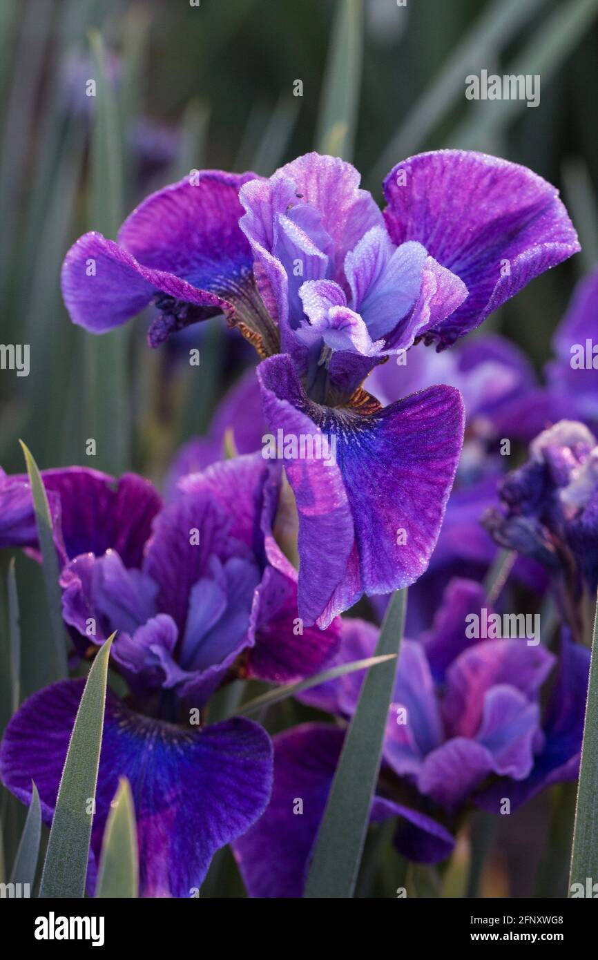 Iris 'Roaring Jelly'. Banque D'Images