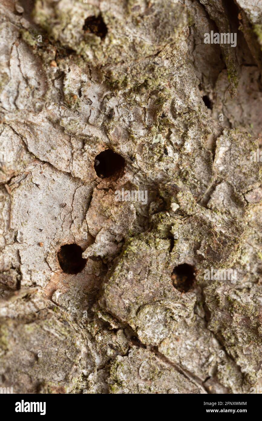 Trous d'éclosion sur l'écorce de sapin après le coléoptère européen de l'écorce d'épinette, IPS typographus. Ce coléoptère peut être un ravageur sur les bois de conifères. Banque D'Images