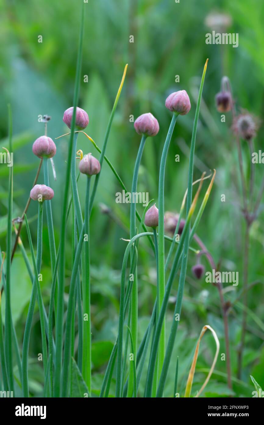 allium, ciboulette, ciboulette, frais, gros plan, bourgeons, couleur, comestibles, comestibles, flore, nourriture, vert, poireau, naturel, nature, personne, photo, plantes, légume, vert Banque D'Images