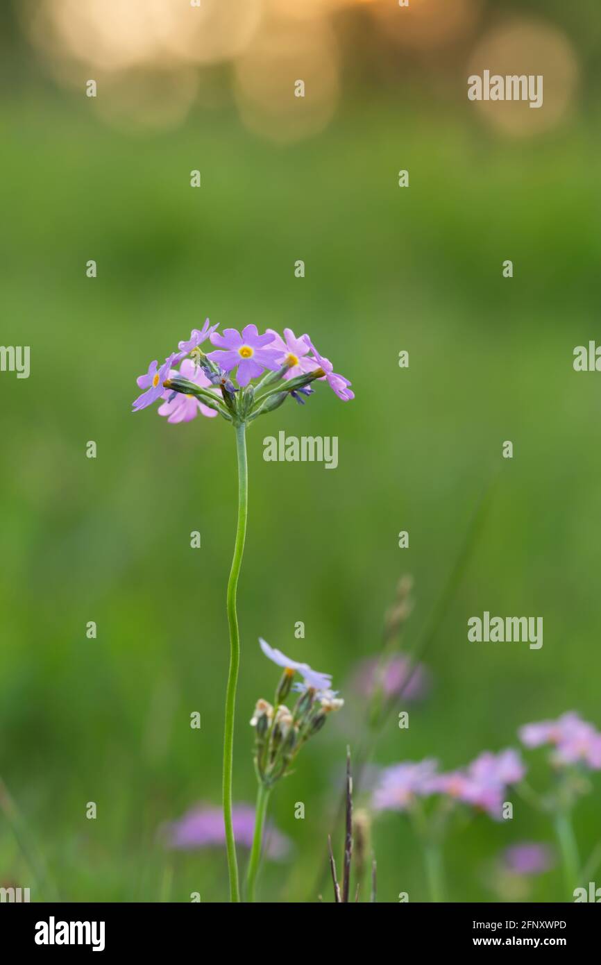 Gros plan d'une primevère d'oiseau, Primula farinosa Banque D'Images