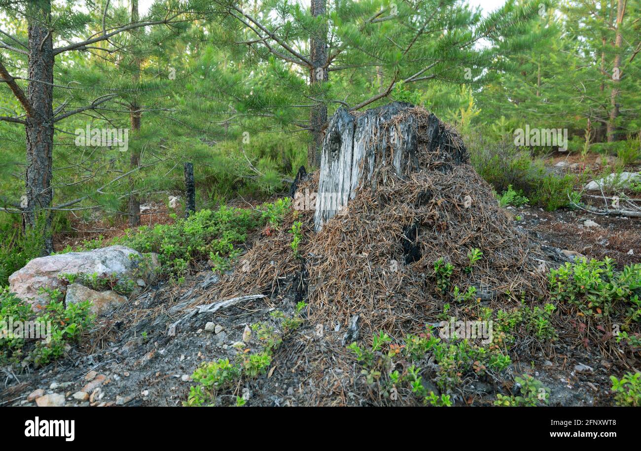 Fourmi de bois, Formica anthill sur le talon brûlé dans la forêt de conifères Banque D'Images