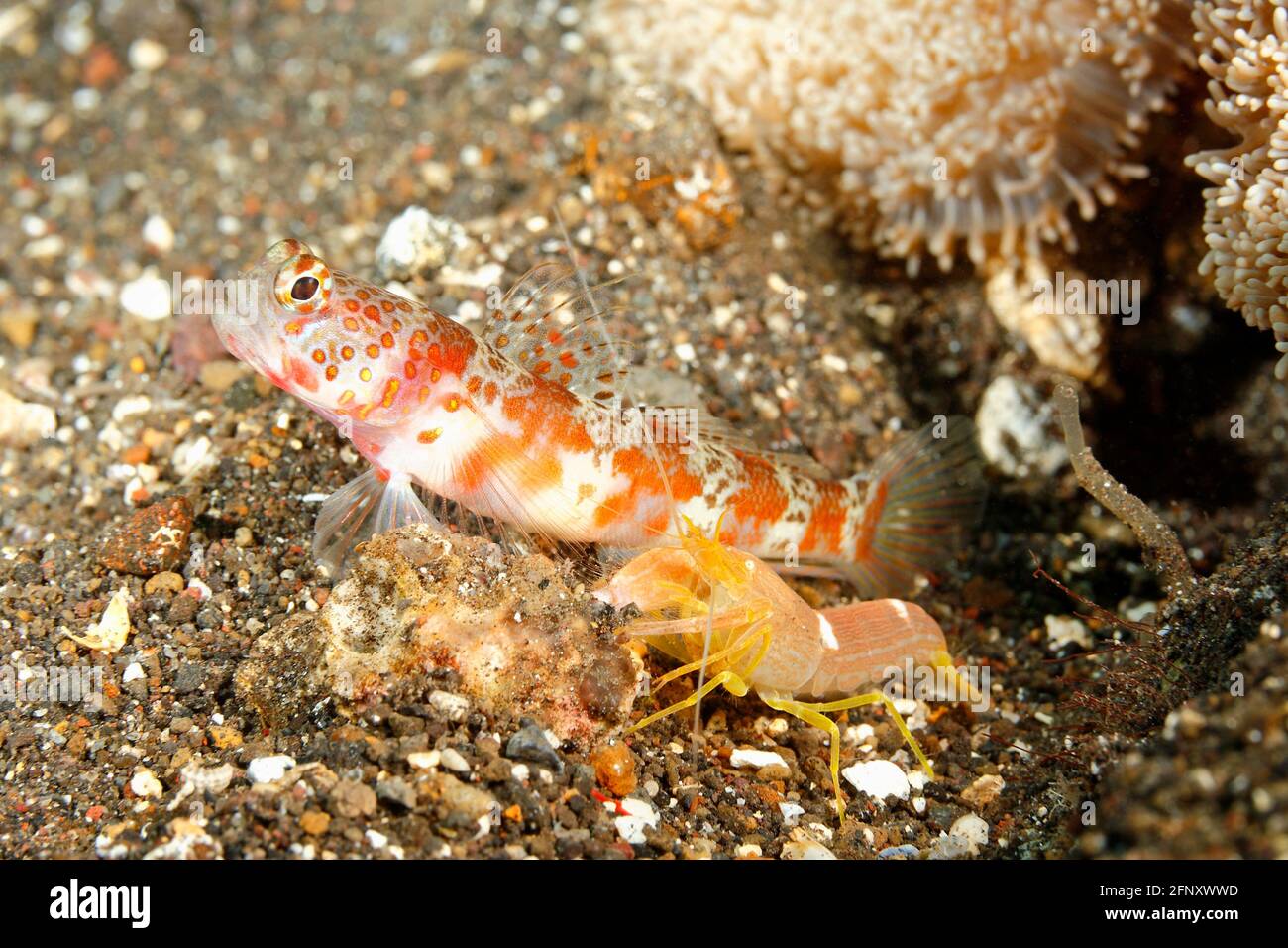 Shrimpgoby à large bande, Amblyeleotris périophthalma, avec lamelle à lignes blanches de crevettes d'Apheid, Alpheus ochrostriatus. Tulamben, Bali, Indonésie. Banque D'Images