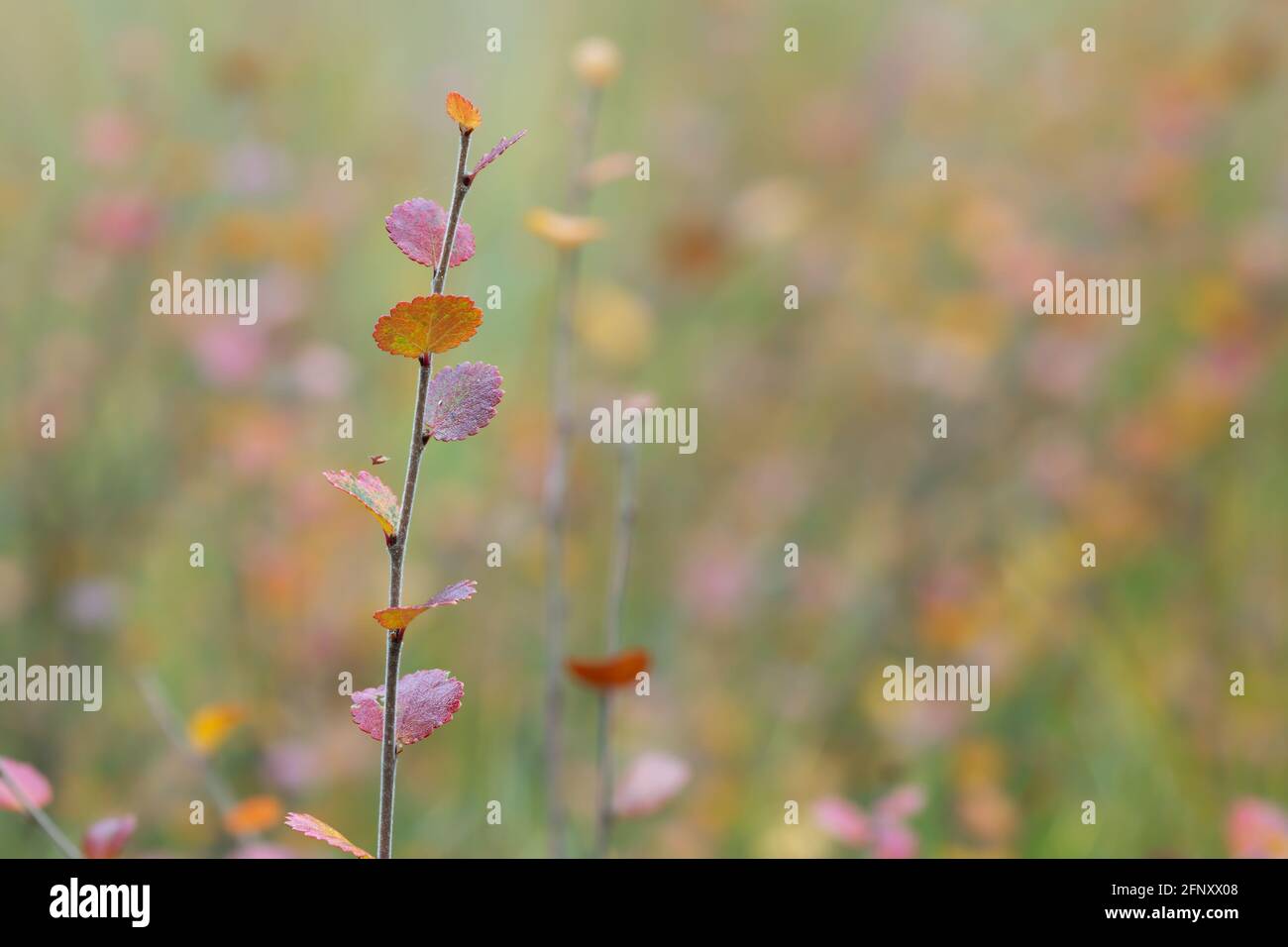 Bouleau nain, Betula nana aux couleurs de l'automne Banque D'Images