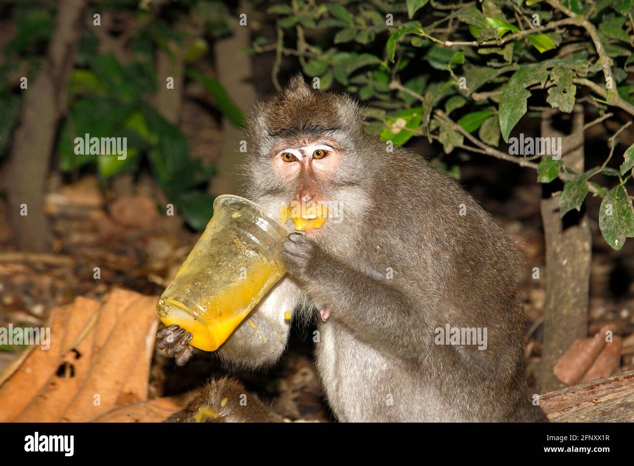 Macaque à longue queue, Macaca fascicularis. Monkey est de boire du jus de verre en plastique et a tout autour de la bouche et des lèvres. Drôle de photo d'animal. Banque D'Images