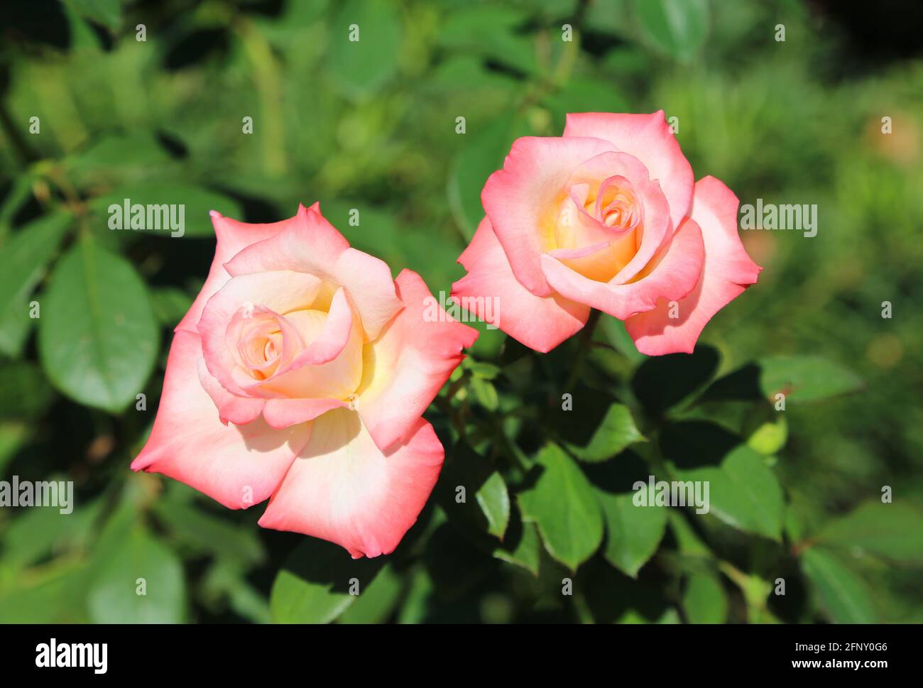 Deux roses Banque D'Images