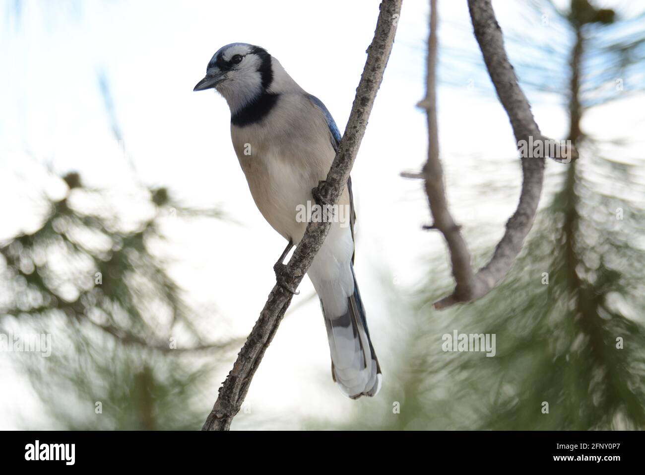 Oiseau de geai bleu perché sur une branche d'arbre dans un pin à feuilles persistantes arbre Banque D'Images