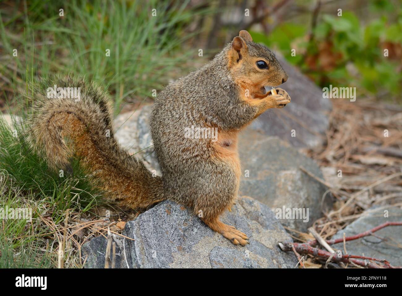 Écureuil roux de renard enceinte avec la tétine debout sur la roche pendant manger du grain de maïs Banque D'Images