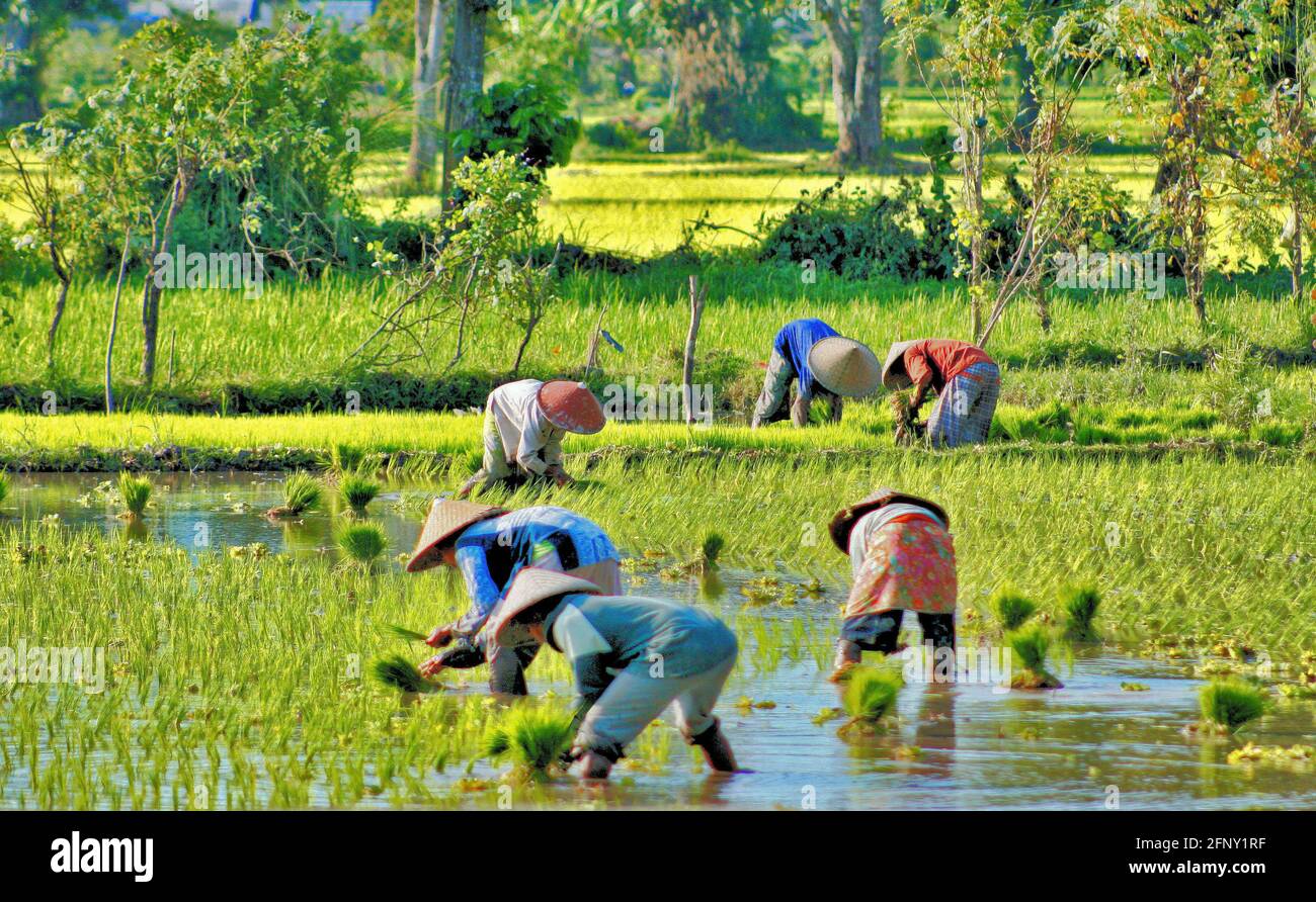 Six personnes plantant du riz dans l'eau par un jour ensoleillé à Lombok, en Indonésie. Banque D'Images