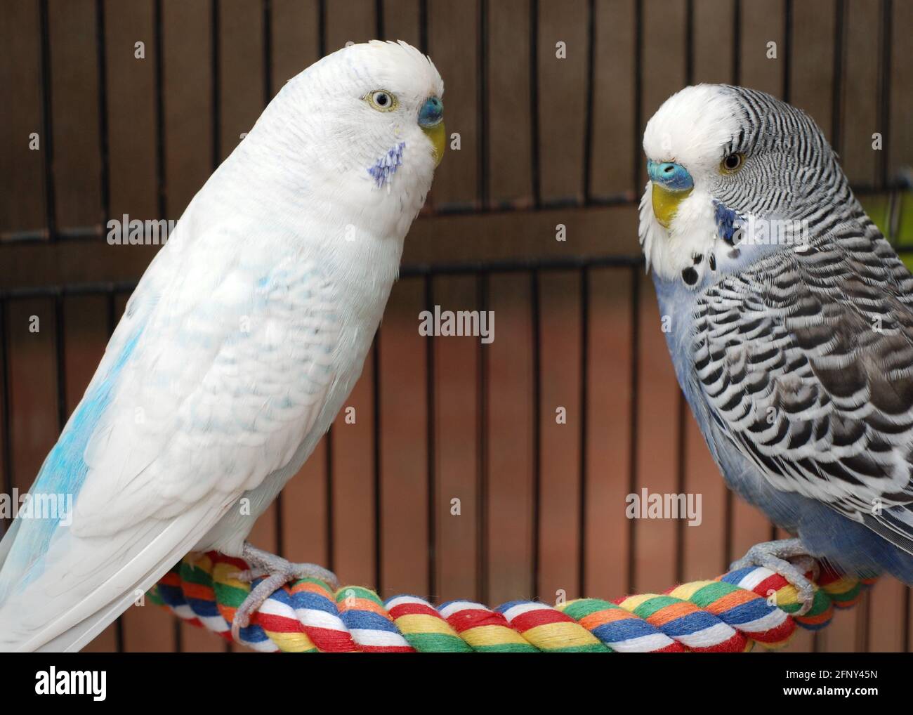 Deux mâles (copains) , un oiseau blanc et un oiseau bleu Photo Stock - Alamy