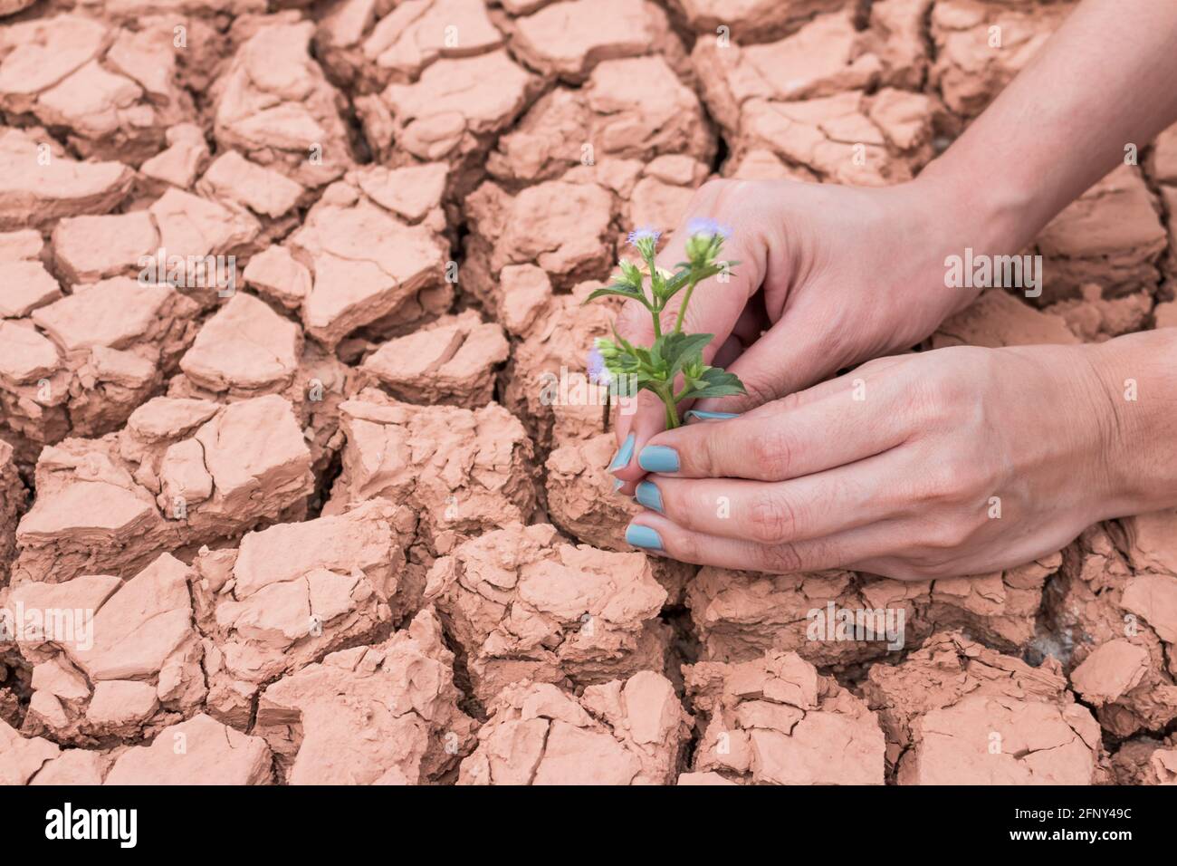 Femmes mains tenant fleur poussant sur fond de terre fissuré Banque D'Images