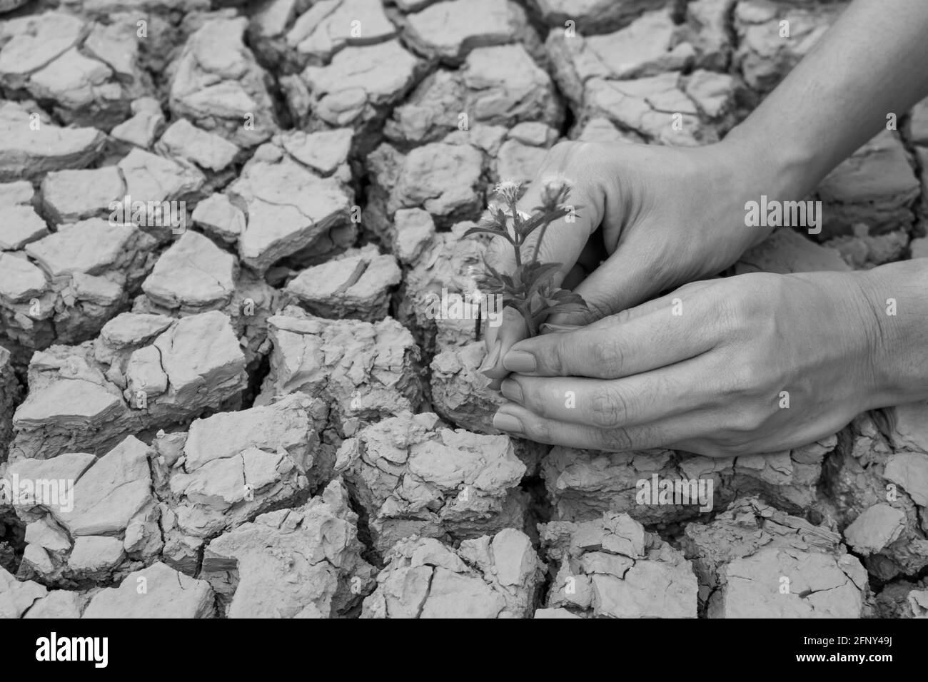 Femmes mains tenant fleur poussant sur fond de terre fissuré Banque D'Images