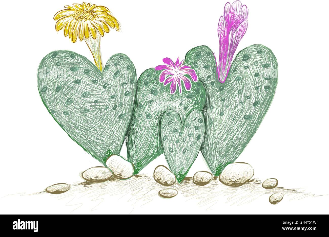 Illustration dessin à la main de Conophytum Cordatum ou galet vivant avec fleur rose et jaune, UNE plante succulente avec forme de coeur pour le jardin déc Illustration de Vecteur