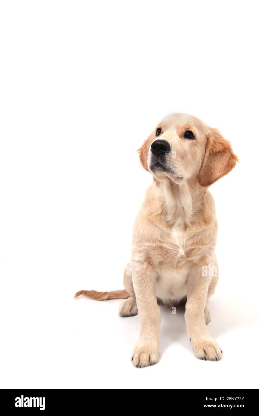 Un adorable chiot drôle de Golden Retriever se trouve sur un fond blanc isolé et regarde vers le haut. Photo de haute qualité Banque D'Images