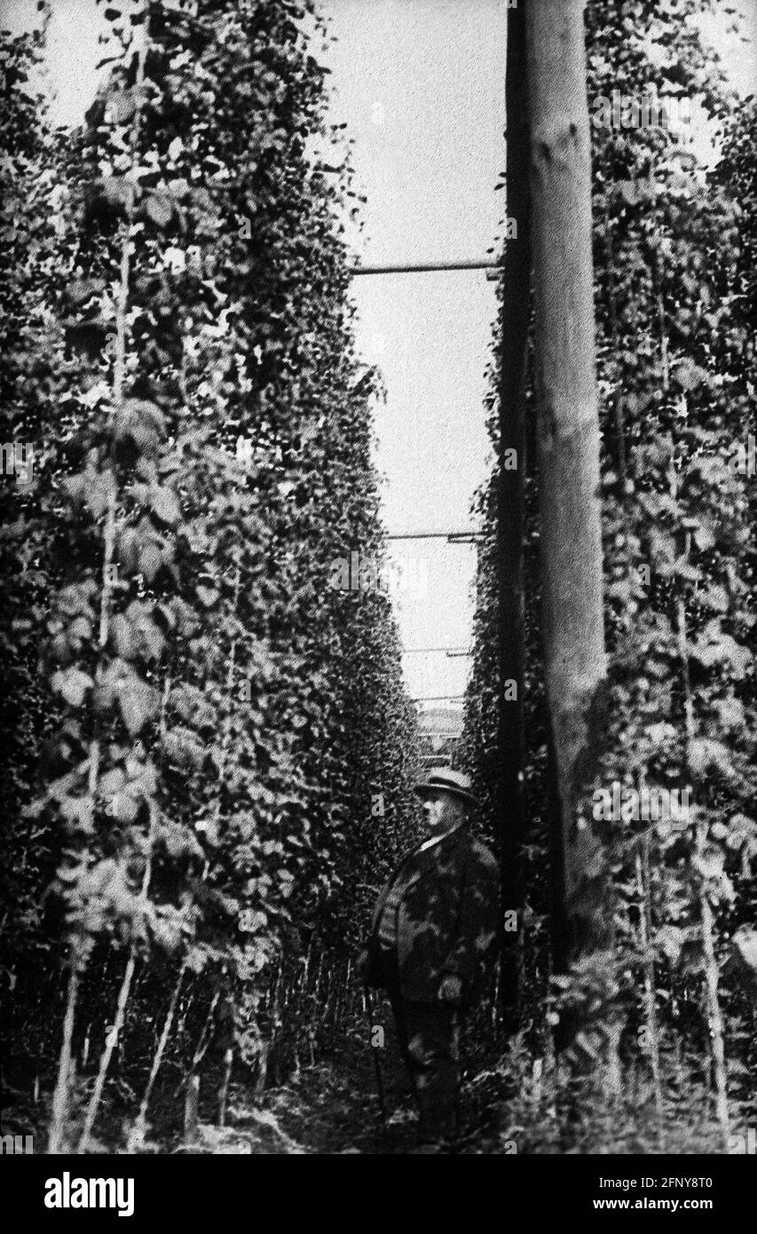 agriculture, houblon, culture du houblon à Hallertau, agriculteur contrôlant les plantes, Bavière, années 1930, DROITS-SUPPLÉMENTAIRES-AUTORISATION-INFO-NON-DISPONIBLE Banque D'Images