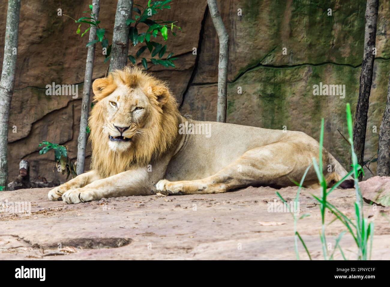 Grand lion en colère couché sur le rocher, nature Banque D'Images