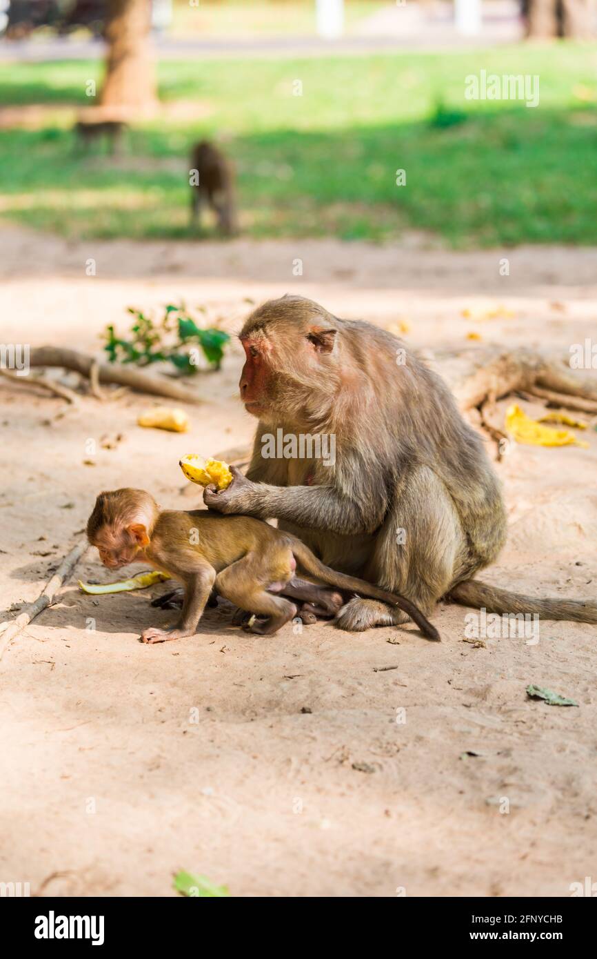Mère singe et bébé singe est assis sur le sable et mange de la banane Banque D'Images