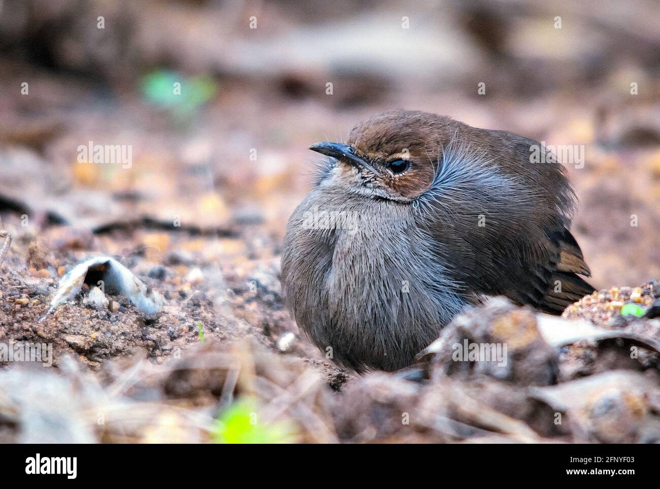 Indian Robin Female, très familier dans la banlieue indienne, vous pouvez la trouver n'importe où, à votre balcon, sur votre toit, dans les rizières et souvent vu runn Banque D'Images