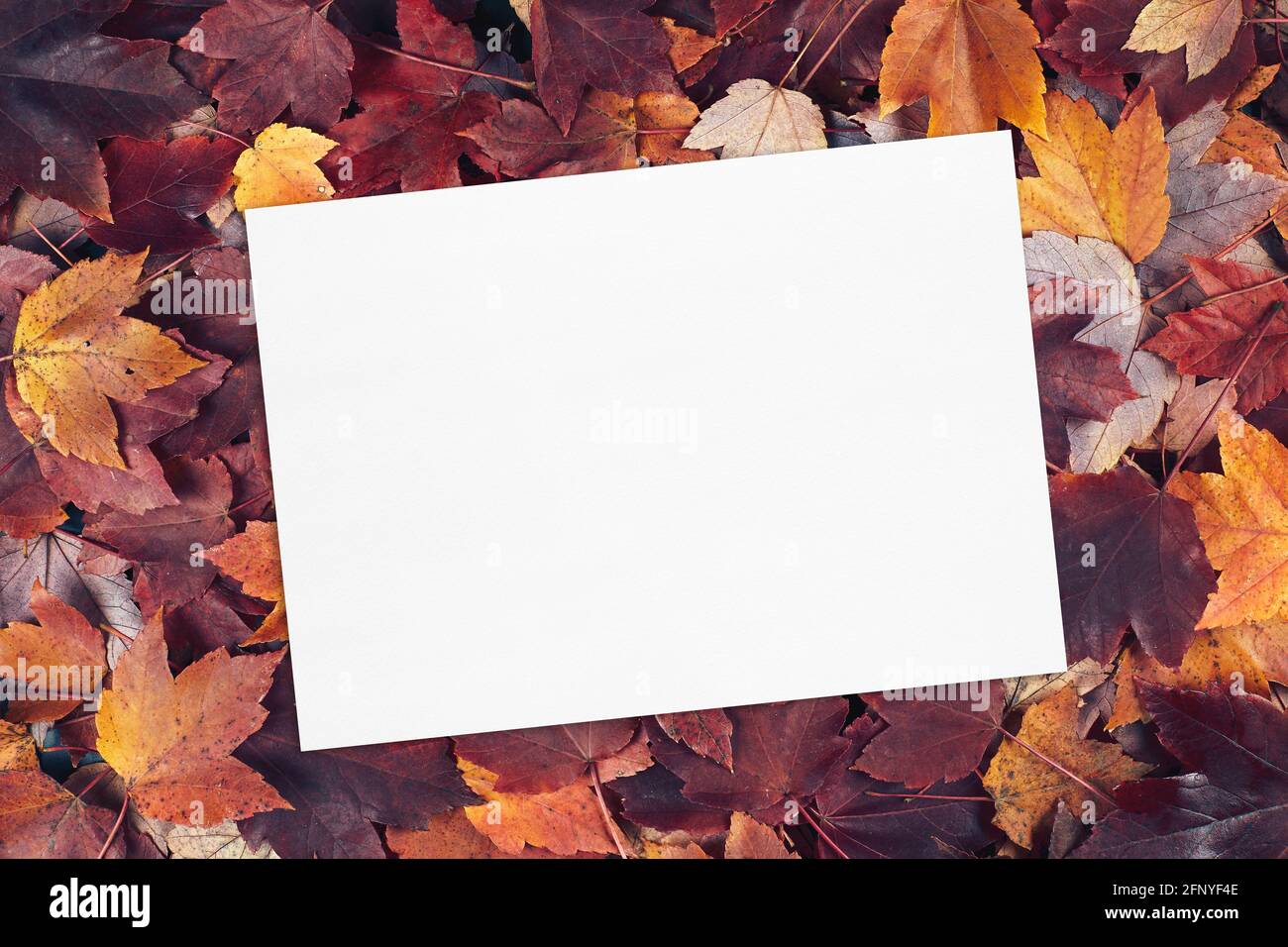 maquette de carte blanche vide sur fond de texture des feuilles d'automne. Banque D'Images
