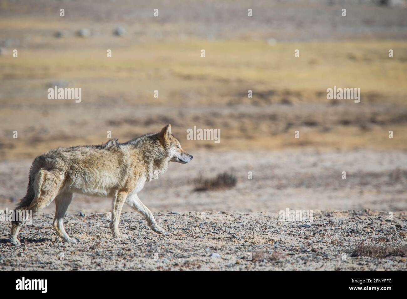 Loup tibétain, Canis lupus filchneri, Gurudonmar, Sikkim, Inde Banque D'Images