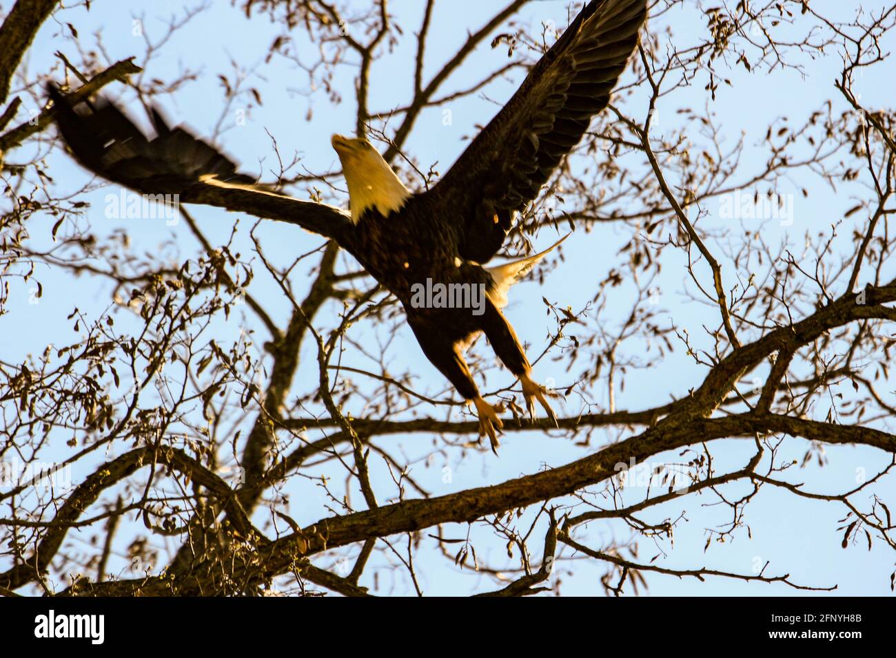 Un aigle en vol tombe de cumulus nuages, comme une flèche, sur la proie sur le sol, gros plan. Banque D'Images