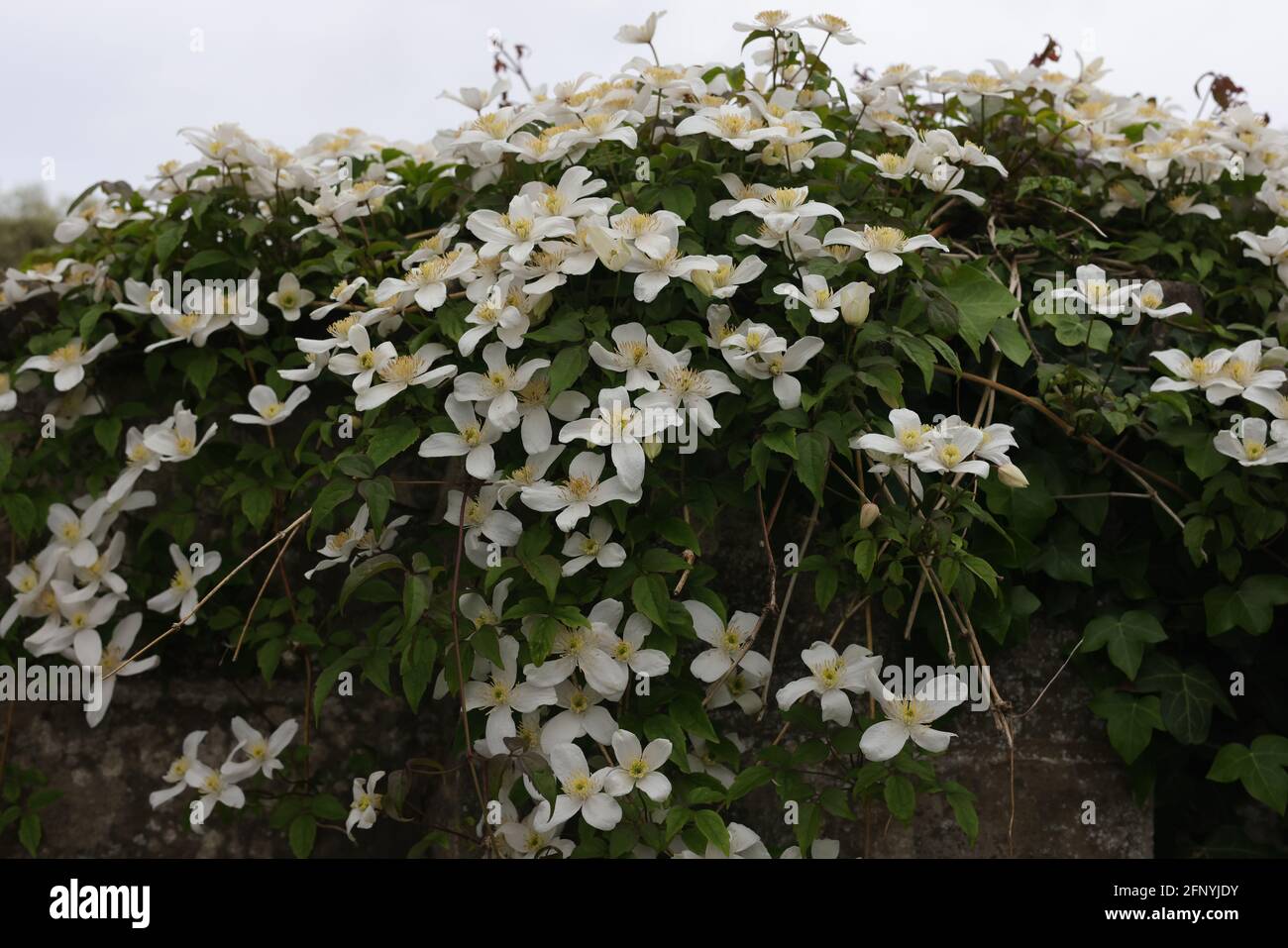Clematis Montana Alba fleurit au Royaume-Uni au printemps. Banque D'Images