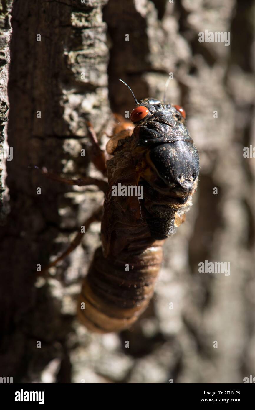 Cicada périodique aux yeux rouges de 17 ans émergeant de son exosquelette. Banque D'Images