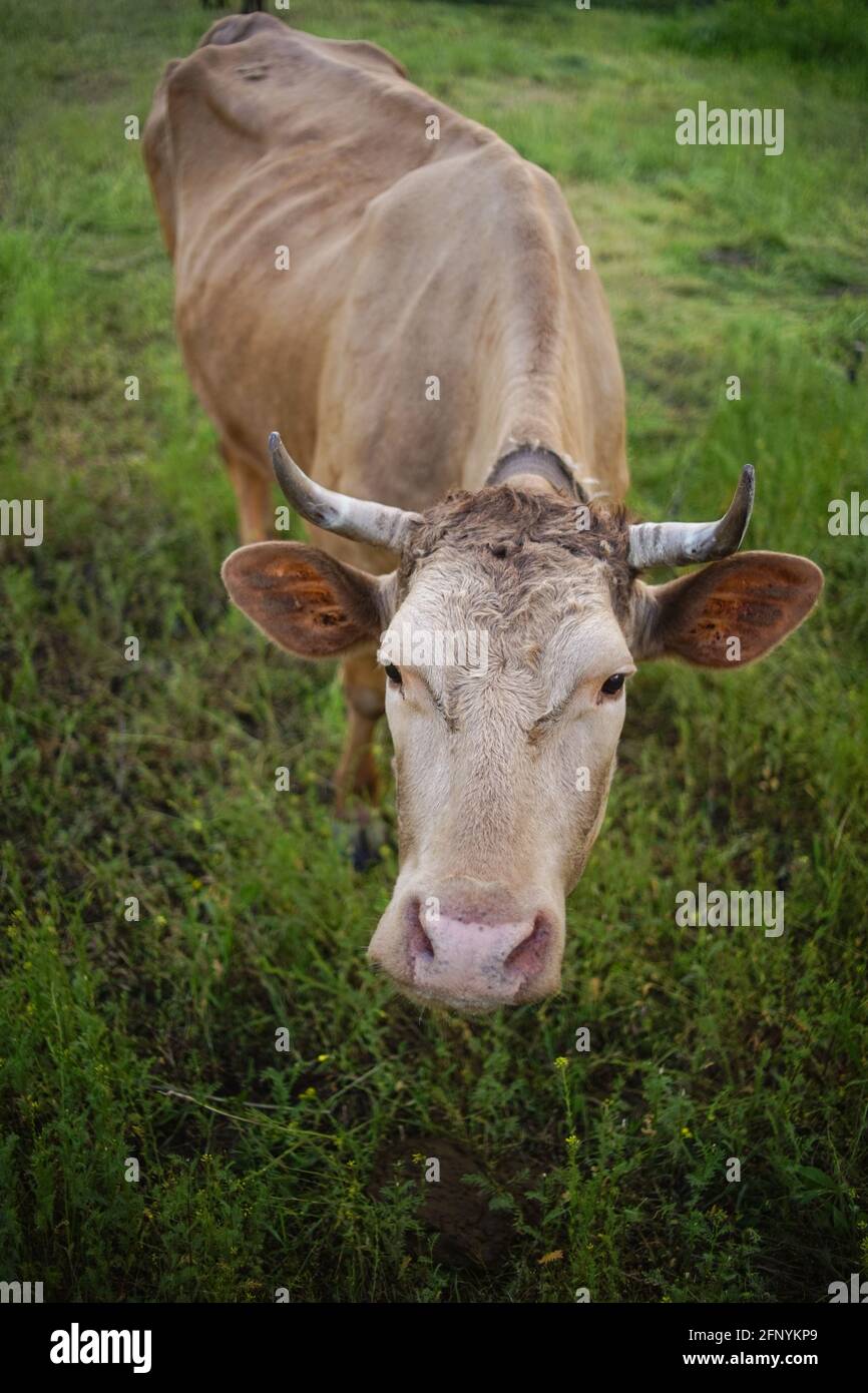 Vache brune paître sur l'herbe verte. Banque D'Images