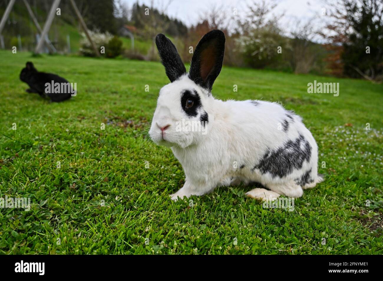 Lapin noir et blanc avec de longues oreilles noires et panda yeux dans un jardin manger de l'herbe Banque D'Images