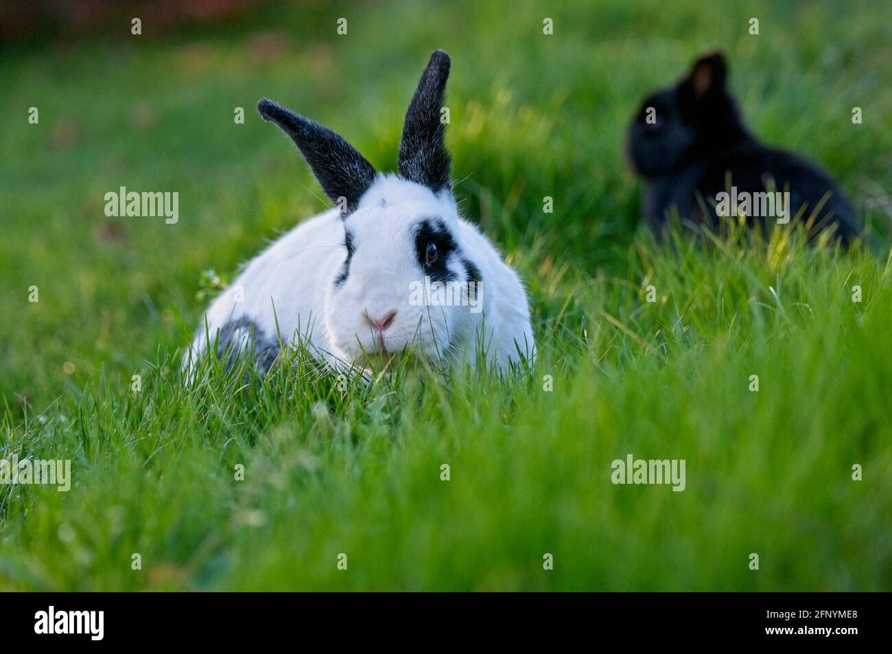 Lapin noir et blanc avec de longues oreilles noires et panda yeux dans un jardin manger de l'herbe Banque D'Images