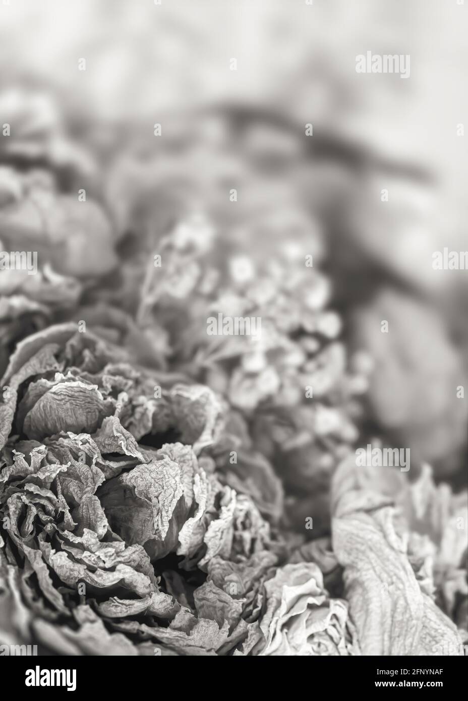 Roses sèches. Image en gros plan en noir et blanc de fleurs de rose séchées dans un bouquet. Concept de vie et de mort. Fleurs flétrissent Banque D'Images