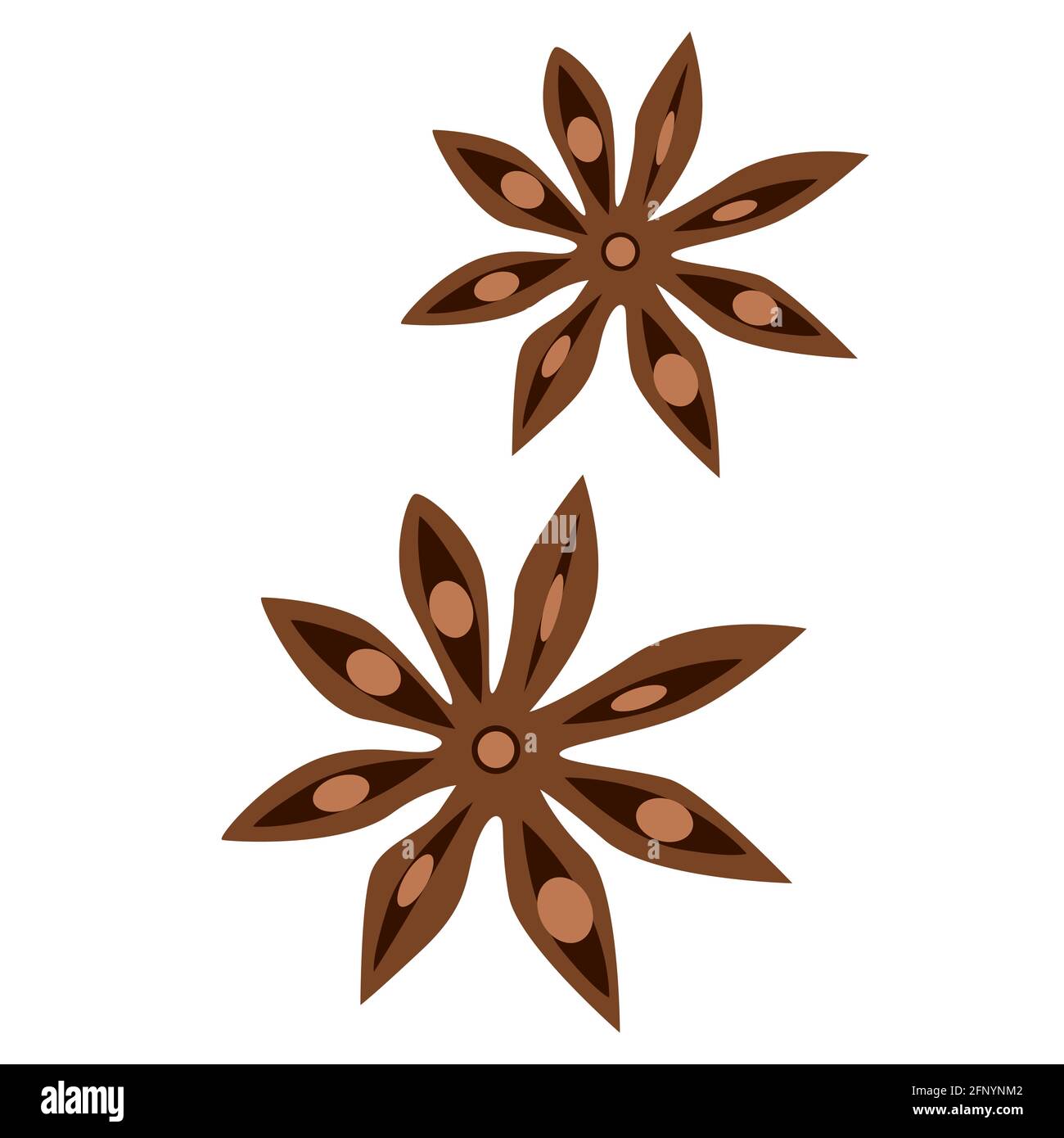 Anis étoilé, plante de bodyan, anisum de Pimpinella, assaisonnement aromatique pour différents plats et boissons, assaisonnements pour le vin chaud, Vector Graphics Illustration de Vecteur