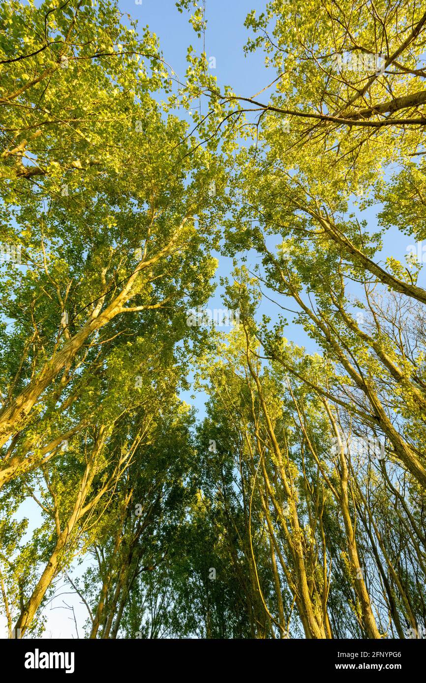Regardant vers un ciel bleu et une canopée verte formée de peupliers gris, (Populus canescens), en pleine feuille Banque D'Images