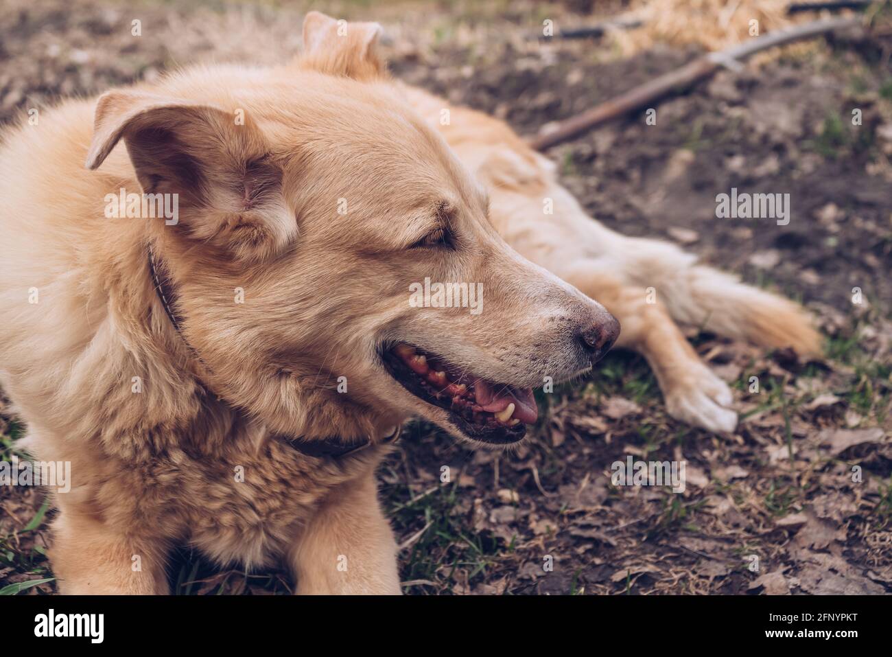 portrait d'un chien senior au sol dans le collier avec fourrure dorée Banque D'Images