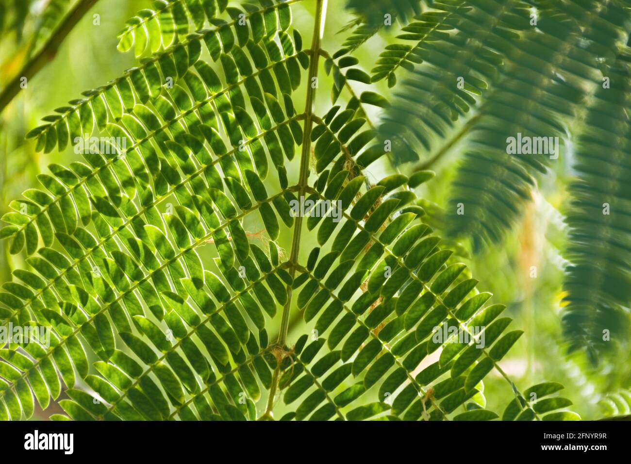 Lenkoran acacia albizia vert feuilles sculptées gros plan. Été résumé fond naturel. Faible profondeur de champ avec flou. Espace de copie, natur tropical Banque D'Images