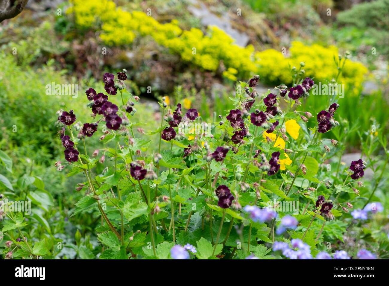 Phaeum pourpre dusky Cranesbill géranium fleurs en fleur en mai garden Spring pays de Galles Royaume-Uni KATHY DEWITT Banque D'Images