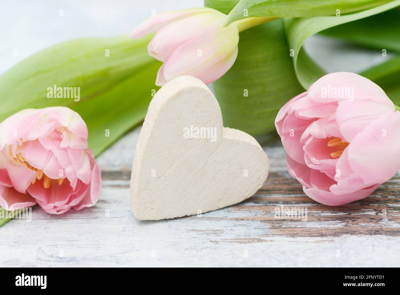 Coeur blanc avec tulipes fleuries roses sur bois Banque D'Images