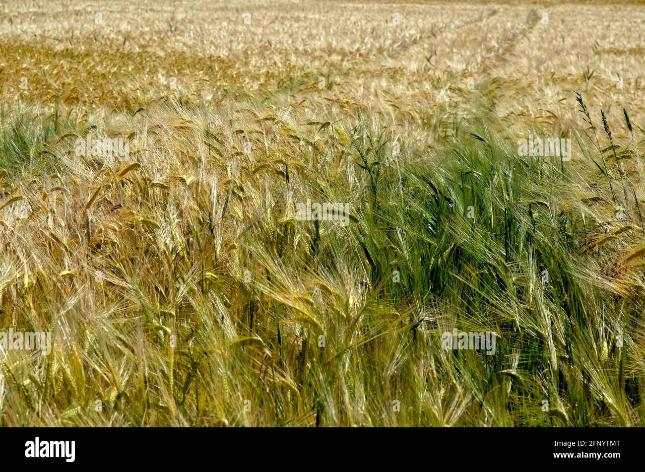 Contexte du champ d'orge (Hordeum vulgare) en France Banque D'Images