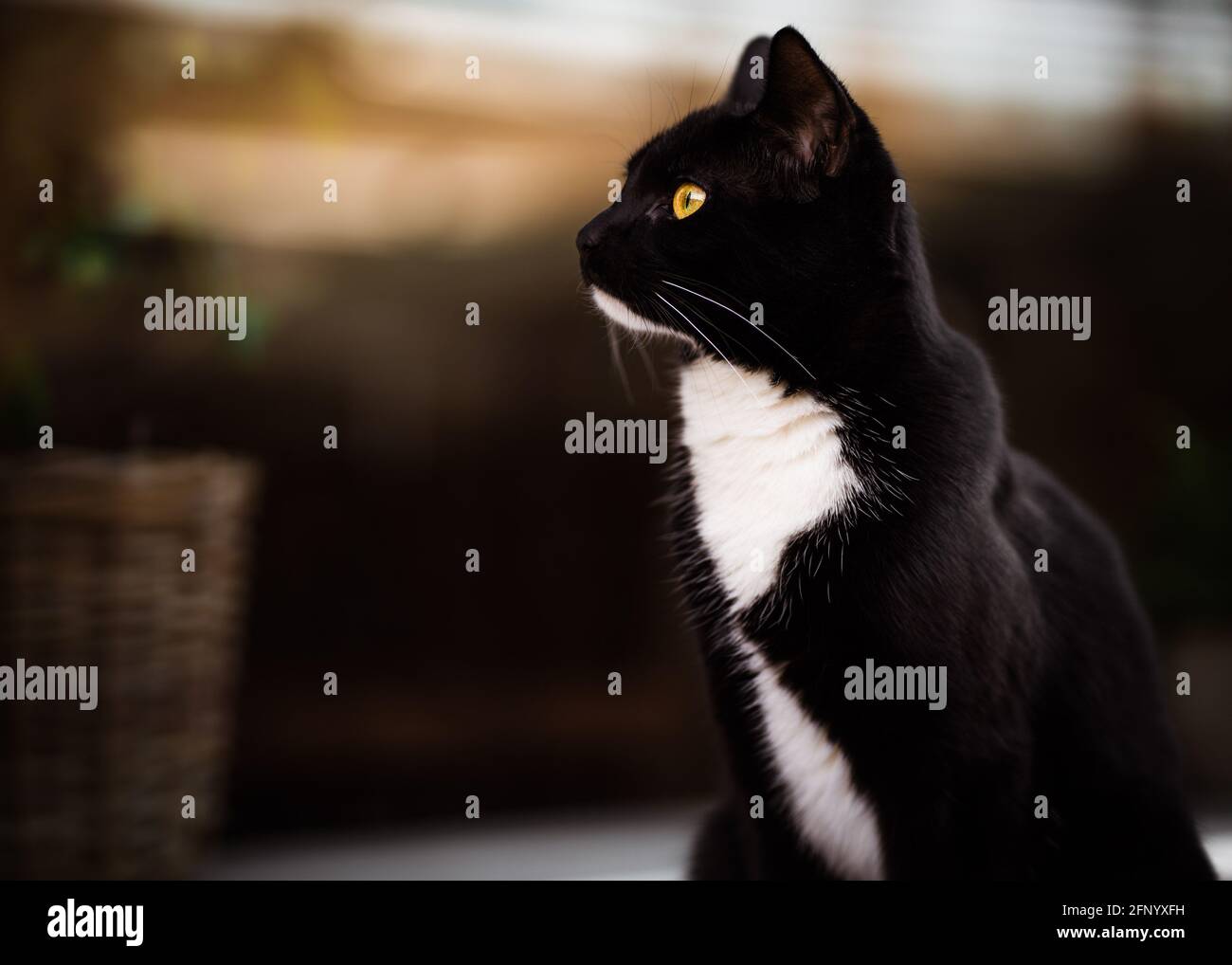 Portrait d'un chat de tuxedo noir et blanc regardant coucher de soleil à travers une fenêtre Banque D'Images